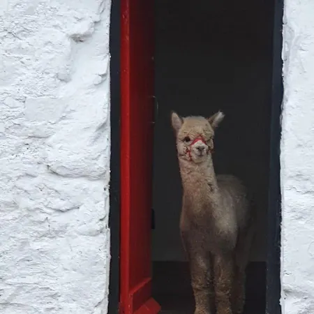 Peaceful Tranquil Alpaca Farm Apartamento